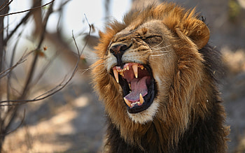 Lion, teeth, animal, cat HD wallpaper
