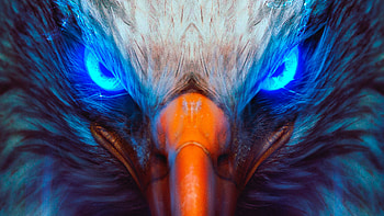 Eagle Eye, eagle, artwork, animals HD wallpaper