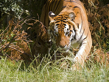 *** TIGER ***, animal, tiger, tigers, animals HD wallpaper