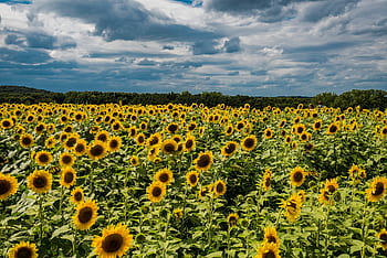 A vast field of blooming sunflowers under a dramatic cloudy sky, perfect for a summer rural landscape. HD wallpaper