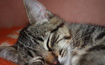Animals, Cats HD wallpaper