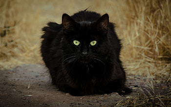Animal, Cat, Cats HD wallpaper