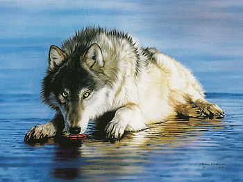 Popsicle, blue, painting, eyes, wolf, wild, water HD wallpaper