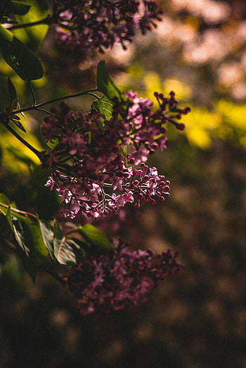 Flowers, Leaves, Lilac, Bush, Bloom, Flowering HD phone wallpaper