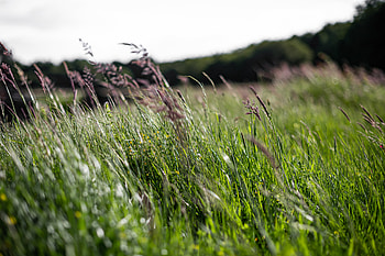 Nature, Grass, Field, Ears, Spikes HD wallpaper