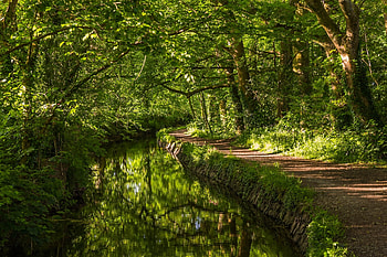 Nature, Rivers, Forest, Path, England, West Devonian, West Devon HD wallpaper
