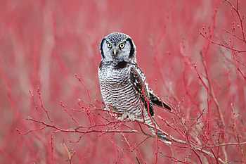 White Hawk Owl , owl, birds HD wallpaper