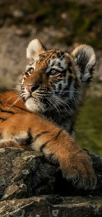 Amur, Tiger Cub HD phone wallpaper