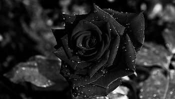 Black Rose COLOR BLACK Pinterest | | Pinterest | Black roses, and HD wallpaper