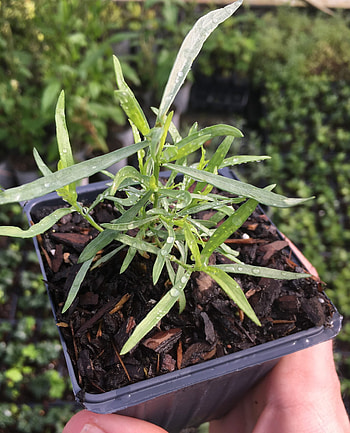 Tarragon herb, French tarragon live plants, 4 inch pot, Daylily nursery HD phone wallpaper