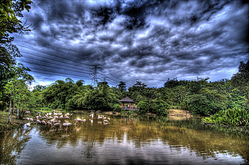 Flamingo bay, blue, birds, trees, hot, sky, r, lake HD wallpaper