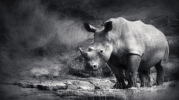 Kruger National Park, Rhino, African wildlife, Wildlife graphy HD wallpaper