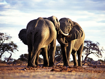 Animals, Elephants HD wallpaper
