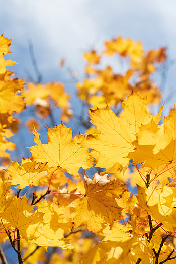 Nature, Autumn, Leaves, Dry, Maple HD phone wallpaper
