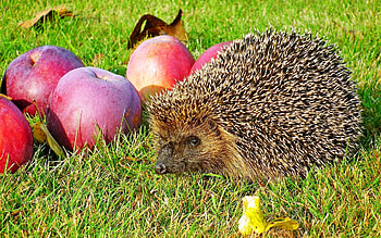 Hedgehog and Apples, animal, hedgehog, grass, apples HD wallpaper