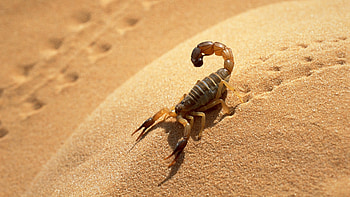 Scorpion, Algeria HD wallpaper