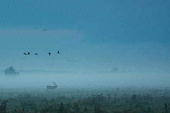 Red Deer Fog Mist , reindeer, deer, animals, fog, birds HD wallpaper