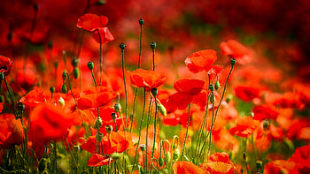 Poppy field, beautiful, field, red, poppies, summer, flowers HD wallpaper