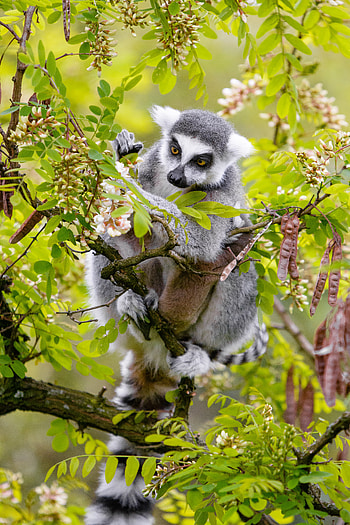 Animals, Wood, Tree, Branch, Wildlife, Animal, Lemur HD phone wallpaper