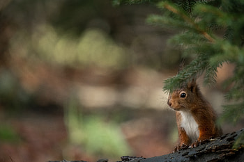 Animals, Squirrel, Brown, Branch, Animal HD wallpaper