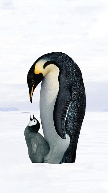 penguin, Top-quality visuals, Mobile enhancement, Stylish backgrounds HD phone wallpaper