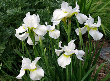 Flowers, Flower Bed, Flowerbed, Irises, Snow White HD wallpaper