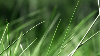 Grass, Background, Macro, Light, Light Coloured, Greased, Smeared HD wallpaper