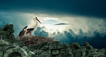 White stork , ry, High-resolution backgrounds, Beautiful avian visuals HD wallpaper