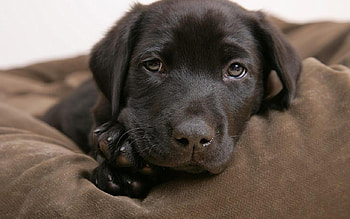 Dog, dogs, animals HD wallpaper