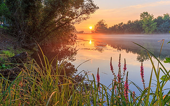 Sunrise over Lake, mist, trees, flowers, lake, sunrise HD wallpaper