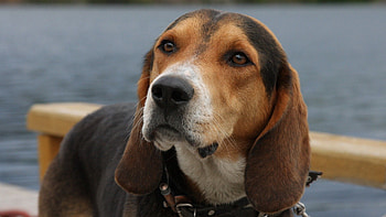 Animals, Rivers, Dog, Muzzle, Sight, Opinion HD wallpaper