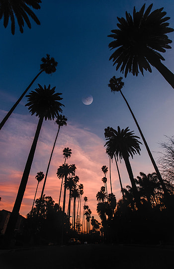 Palms, sunset, silhouette, beautiful HD phone wallpaper