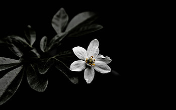 Plants, Flowers HD wallpaper