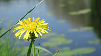 Flowers, Water, Grass, Flower, Pond, Dandelion HD wallpaper