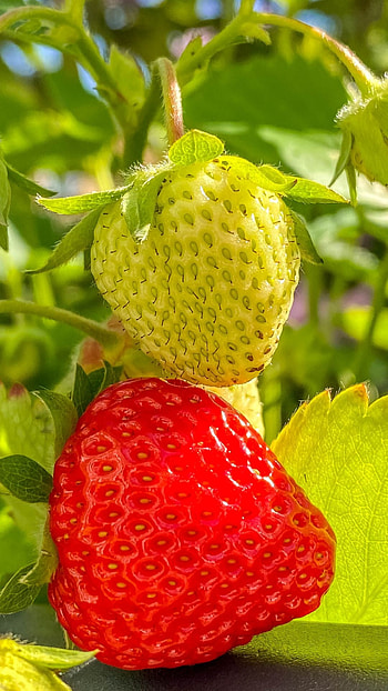 Strawberry, , Backgrounds, Quality HD phone wallpaper