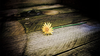 Flowers, Flower, Wood, Tree, Planks, Board, Dandelion HD wallpaper