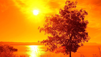 Nature, Water, Sunset, Shore, Bank, Wood, Tree, Lonely HD wallpaper