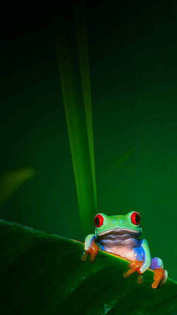 frog , Crisp clarity, Detailed textures, Visual delight HD phone wallpaper