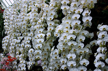Flowers, Wall, Snow White, Orchid, Greenhouse HD wallpaper