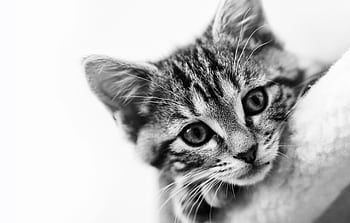 Charming black and white close-up of a young tabby kitten with striking eyes. HD wallpaper