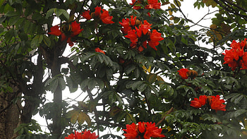 African Tulip Tree, Blooms, Terra Farmer HD wallpaper