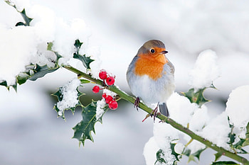 The holly, Robin (Bird) HD wallpaper