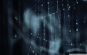 Spider Web Windows 8.1 Theme and | Windows 8.1 Themes . HD wallpaper