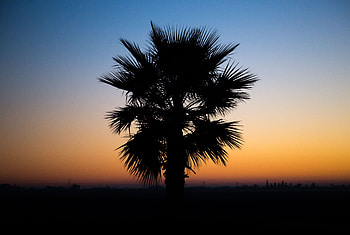 Nature, Sunset, Night, Dark, Palm, Branches, Tropics, Outline HD wallpaper