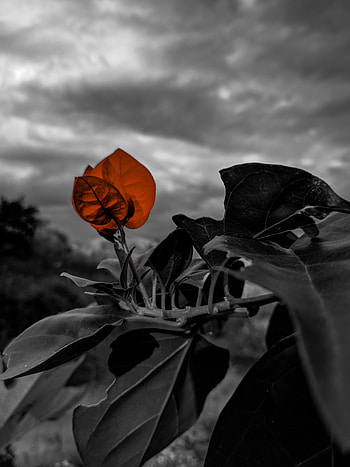 Leaves, Plant, Macro, Branch, Bw, Chb HD phone wallpaper