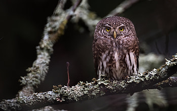 Owl, animal, bird, tree HD wallpaper
