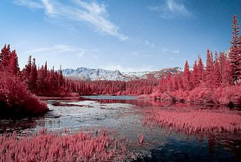 Autumn Red Pink Trees Lake , autumn, tress, pink, lake, nature, graphy HD wallpaper