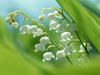 Plants, Flowers, Lily Of The Valley HD wallpaper