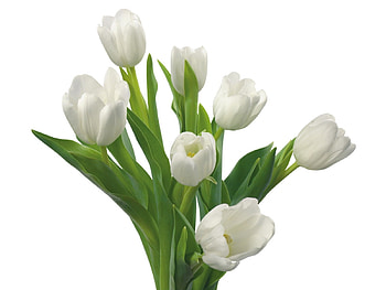 Plants, Flowers, Tulips HD wallpaper