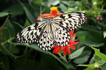 Black_and_White_Butterfly, black-and-white, beautiful, butterfly HD wallpaper